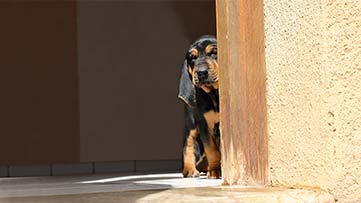 Informazioni sul rivestimento del divano sfoderabile per cani e gatti